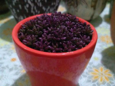 紫米粒摄影图