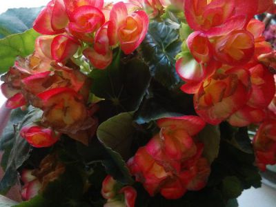 球根海棠摄影图