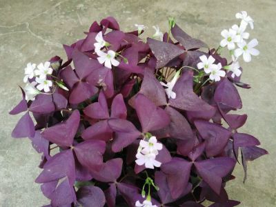 紫叶酢浆草摄影图