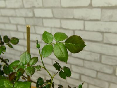 龙沙宝石摄影图