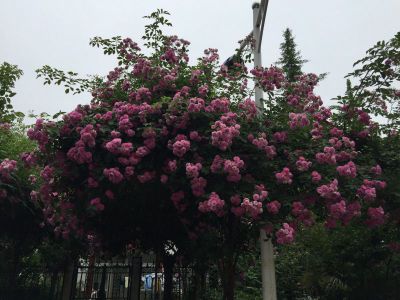 蔷薇摄影图