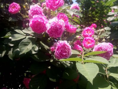 蔷薇摄影图